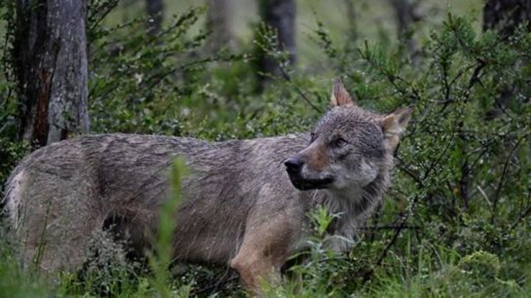 Les loups ne représentent pas un problème dangereux pour les humains, selon le WWF