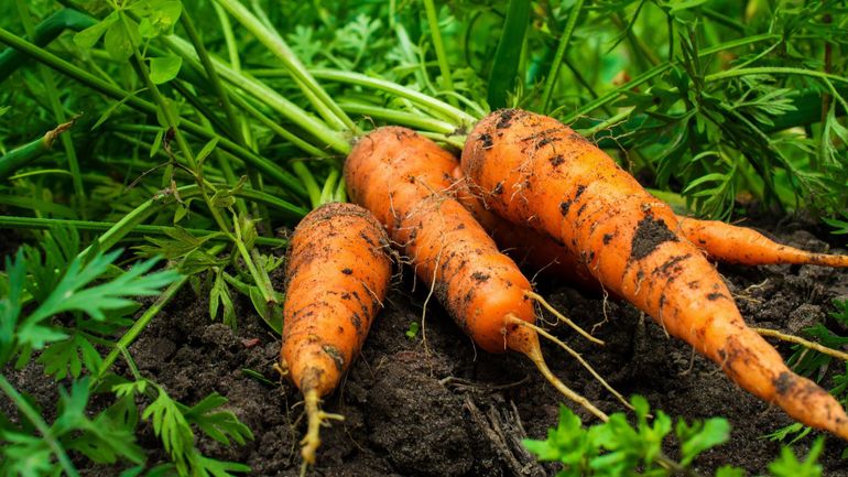 Les clés de la réussite de la culture des carottes