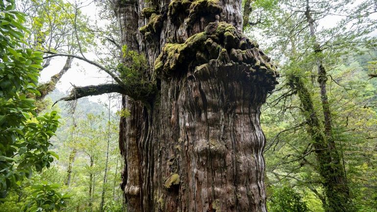 Au Chili, un arbre vieux de 5000 ans, 