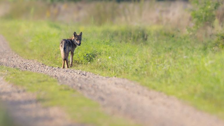 Le loup 