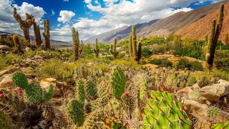 L’Argentine impressionne par sa lumière et… sa résilience : "C’est un pays où on a une capacité d’adaptation absolument extraordinaire"