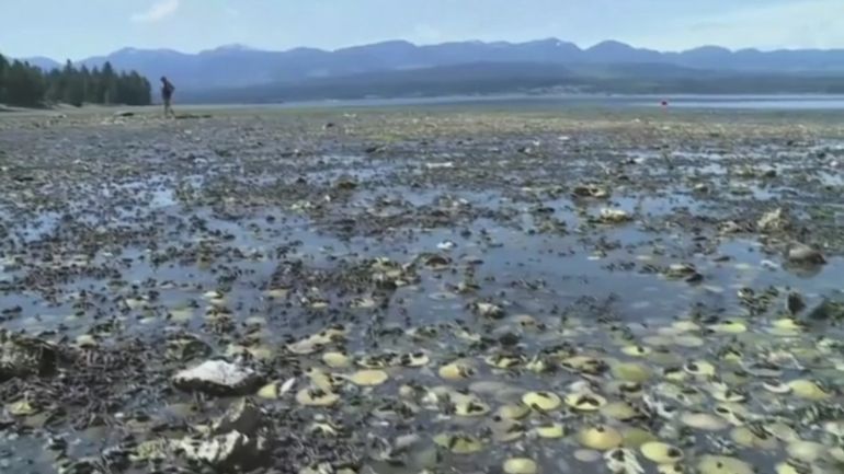 Canada : la chaleur aurait tué un milliard d'animaux marins, selon des experts