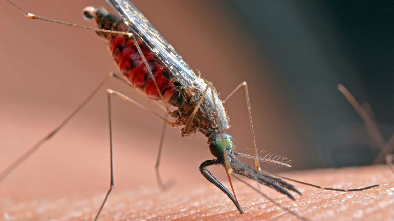 La KULeuven annonce la découverte d'un antiviral oral contre la dengue, un virus tropical ravageur