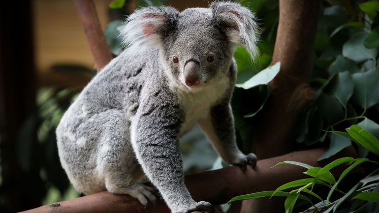 Australie : les koalas connaissent un déclin 