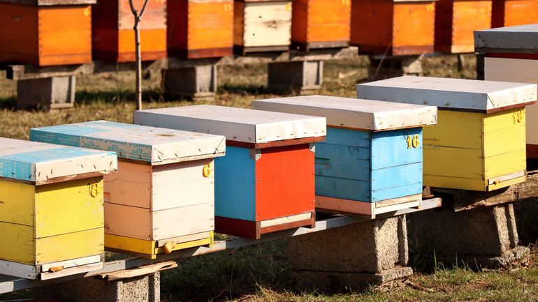 QR : je vois peu d'abeilles dans la nature, quel est l'état des ruches en Belgique ?