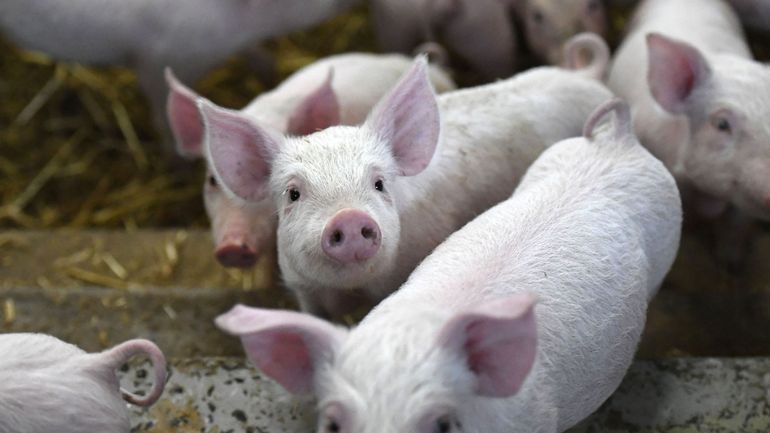 Chine - Levée de l'embargo sur la viande de porc belge