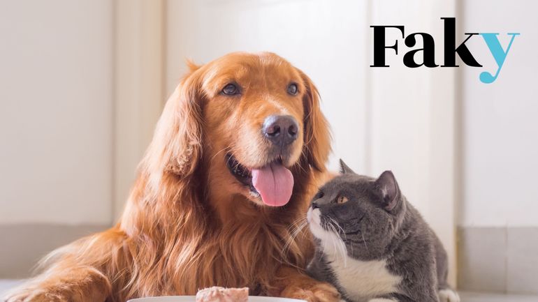 Quel est l’impact des chiens et des chats sur le climat et la biodiversité ?