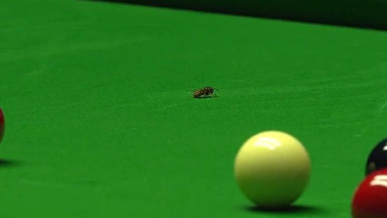 Scottish Open : une guêpe interrompt une partie de snooker… avant de se faire écraser