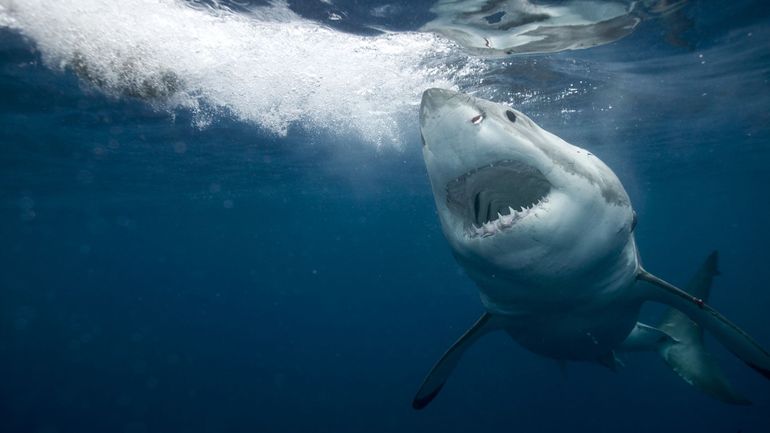 Deuxième attaque mortelle de requin dans les eaux australiennes cette année: le jeune homme d'une vingtaine d'années est décédé