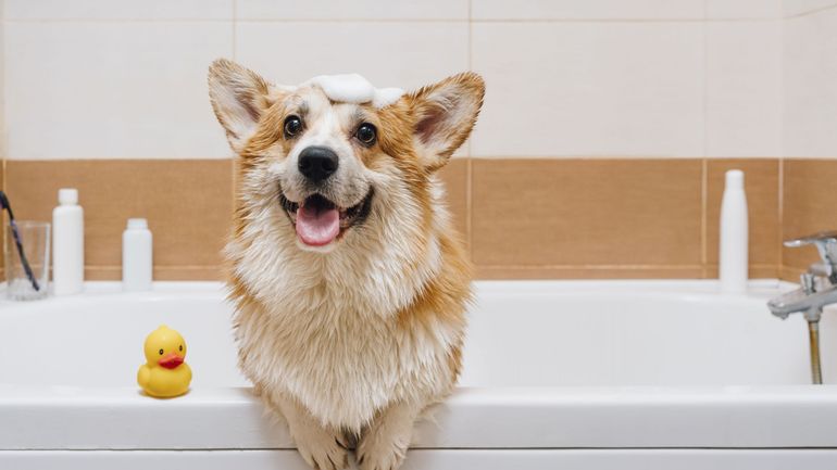 Un Corgi, comme la reine, 