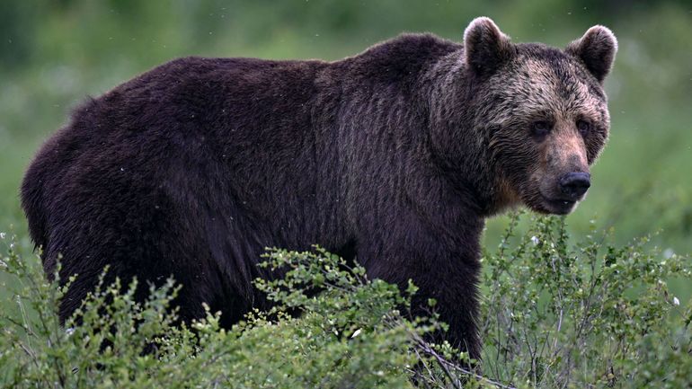 Un ours attaque un promeneur en Italie, alors qu'il fait trop chaud pour hiberner : il va être abattu