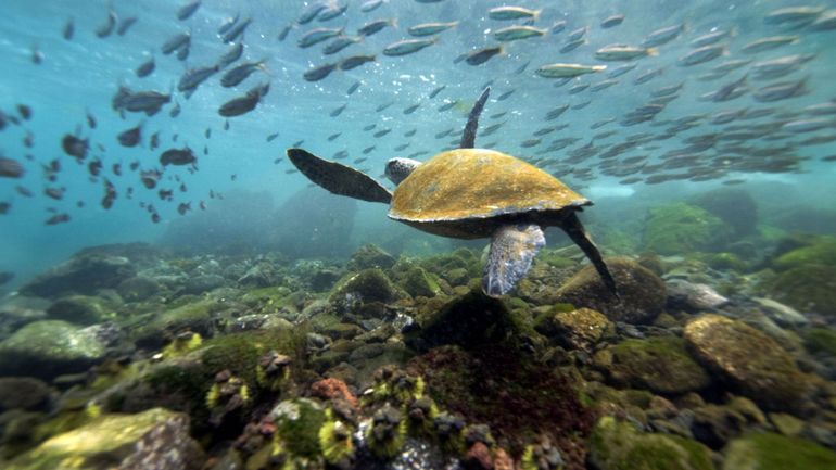 L'Equateur agrandit sa réserve marine des Galapagos de 60.000 m²