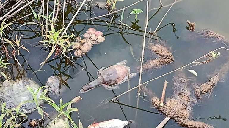 Inde: des dizaines de tortues mortes, probablement empoisonnées