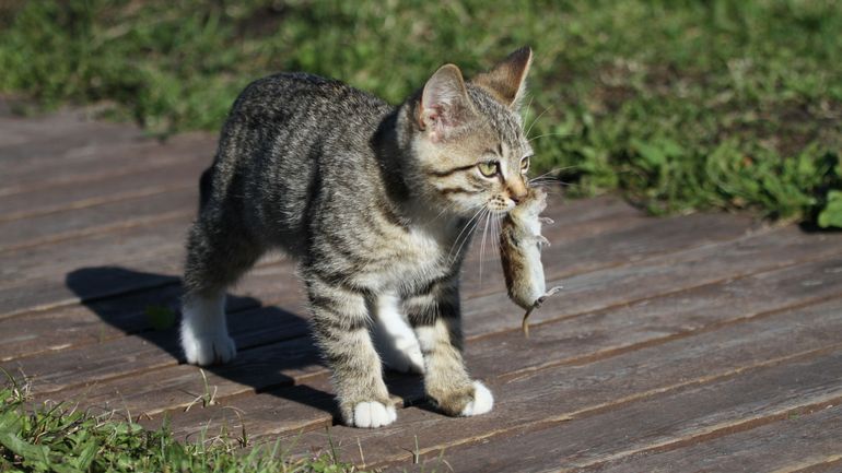Le chat classé espèce invasive en Pologne& en Belgique aussi l'adorable 