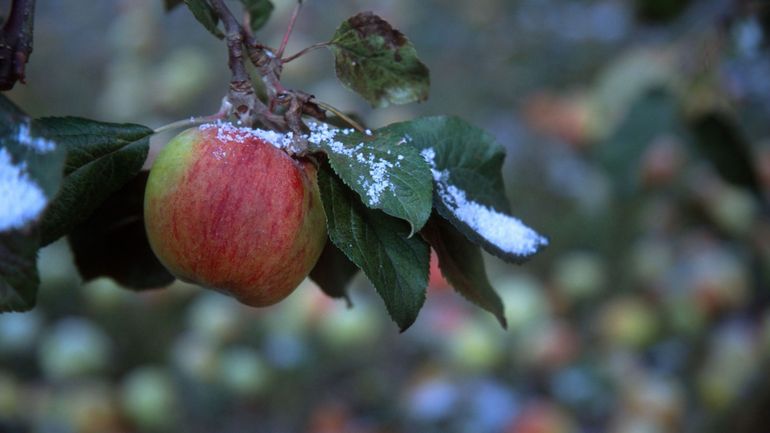 Dérèglement climatique, guerre en Ukraine : les cultivateurs de fruits de plus en plus sous pression