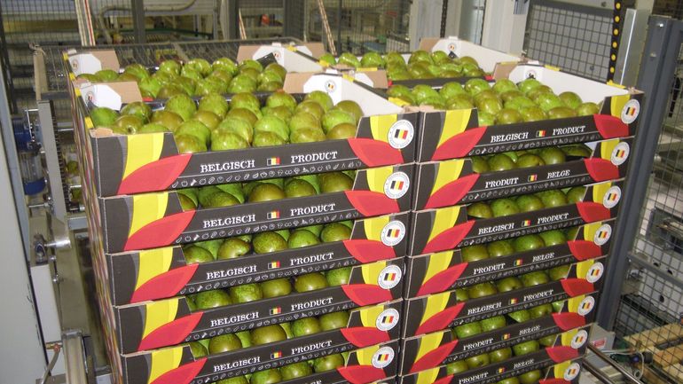 La Belgique est devenue en 2023 le plus gros producteur de poires de l'Union européenne