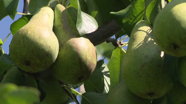 La Belgique, premier producteur de poires en Europe : une année exceptionnelle pour nos fruits ?