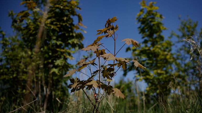 Forêts en libre évolution ou l'équilibre fragile entre naturalité et prévention