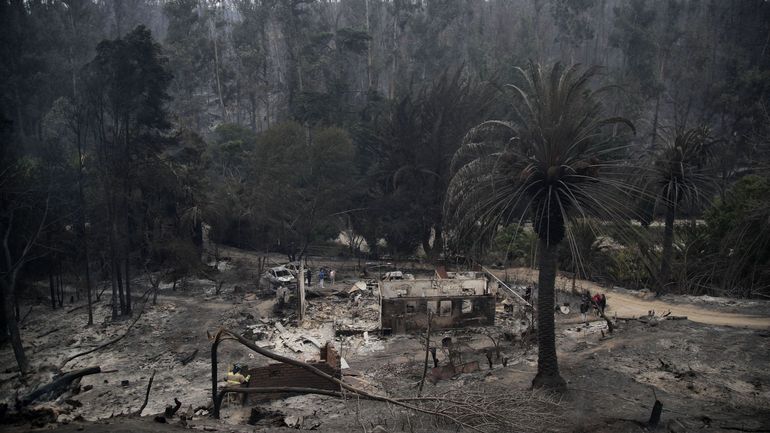 Feux de forêt au Chili : le plus grand jardin botanique du pays n'est plus que cendres