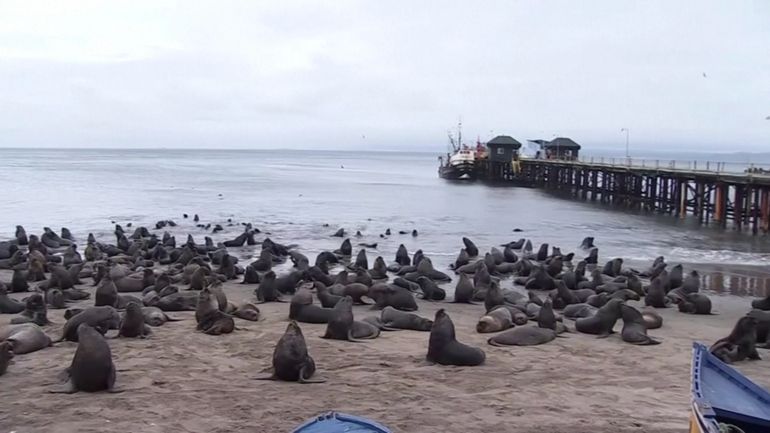 Chili : 300 lions de mer envahissent les plages de la ville portuaire de Tomé