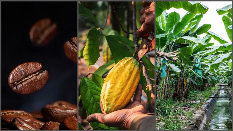 Pourquoi le prix de votre café, votre chocolat et vos bananes risque d'exploser à cause... du changement climatique ?