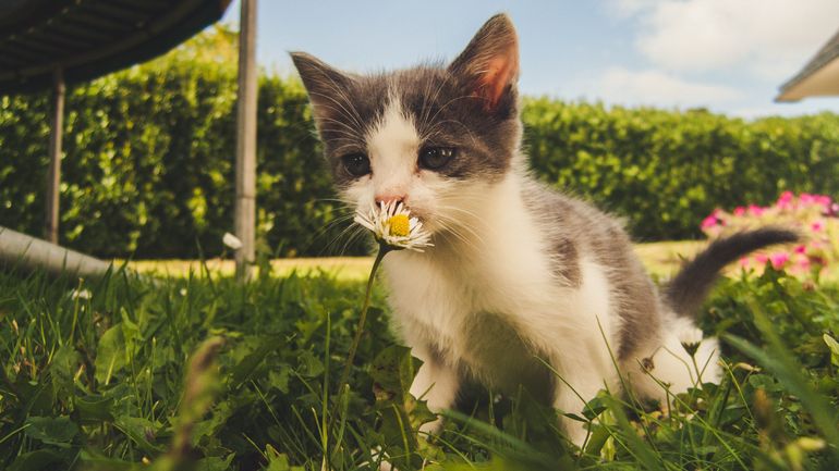 Une campagne de sensibilisation à la stérilisation des chats débute en Wallonie