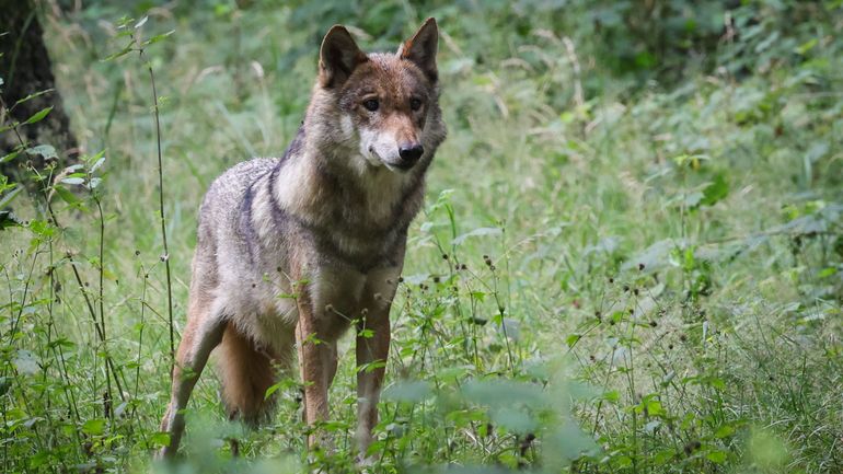 Loup renversé sur une route du Limbourg : la difficile réinstallation des loups chez nous