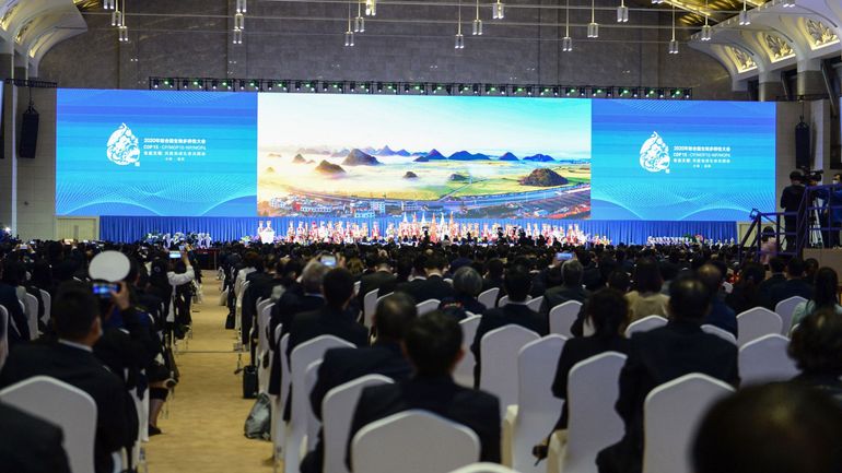 COP15 : une centaine de pays adoptent la Déclaration de Kunming sur la biodiversité