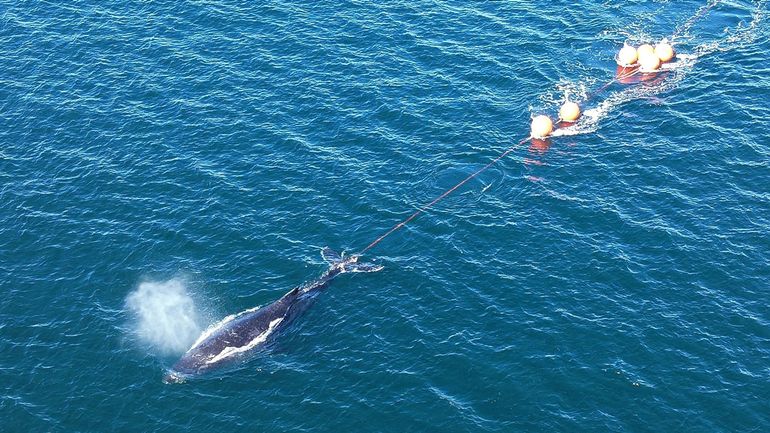 Une baleine à bosse libérée du port de Sydney après 22 heures d'épreuve