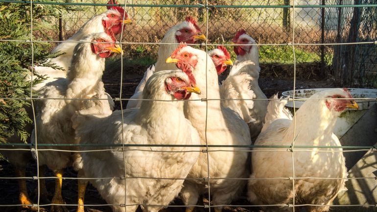 Grippe aviaire : l'Europe connait son pire épisode de grippe aviaire, selon des chercheurs allemands