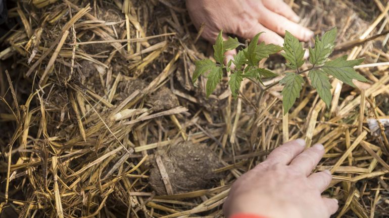 Sécheresse et plantations : les conseils d'une chroniqueuse green pour votre jardin