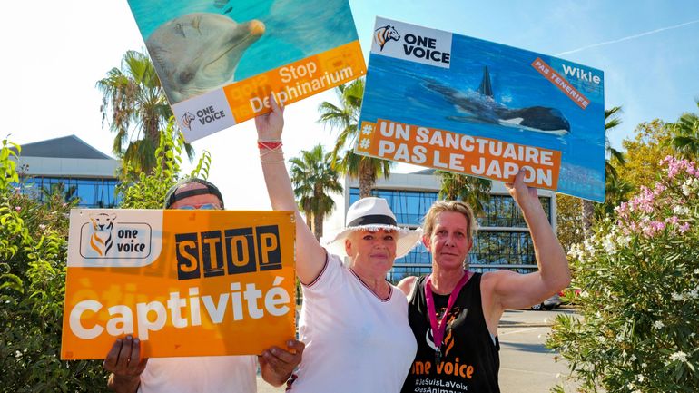 Bien-être animal en France : manifestation pour l'avenir des orques du Marineland à Antibes