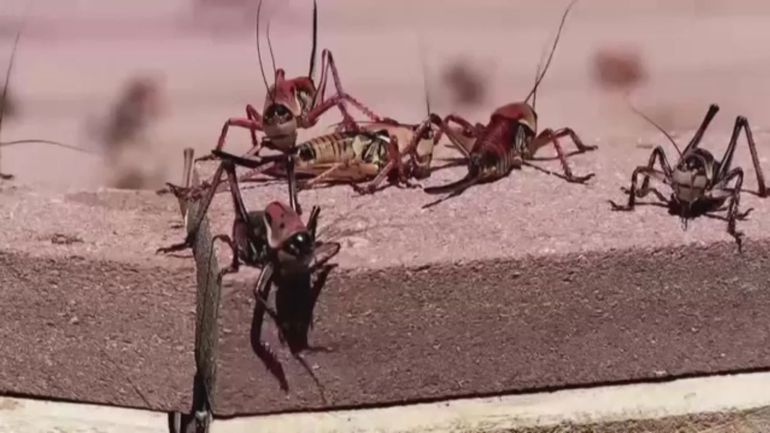 Etats-Unis : des millions de sauterelles envahissent un petit village du Nevada