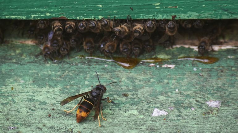 Septembre, le mois de tous les dangers pour les abeilles& et celui de la traque aux frelons asiatiques