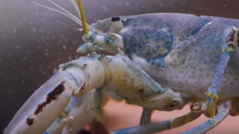 En Grande-Bretagne, une écloserie de homards pour pérenniser la pèche et sauvegarder l'espèce