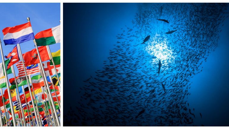 Protection de l'environnement : le traité historique pour protéger la haute mer adopté à l'ONU