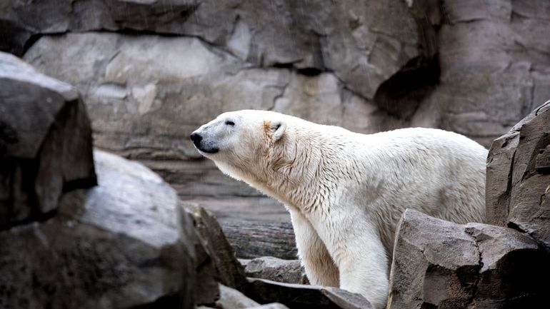 A 37 ans, la plus vieille ourse polaire d'Europe s'éteint dans un zoo berlinois