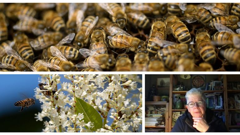 Hécatombe chez les abeilles en Flandre : un essaim de facteurs pour un phénomène interpellant