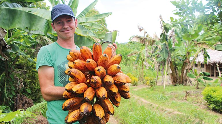 Il faut sauver la banane comestible. Des chercheurs belges en Australie à la recherche de solutions