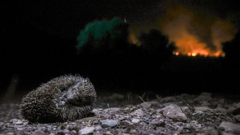 Feux de forêt en Europe : les incendies se multiplient en Grèce, notamment près d'Athènes