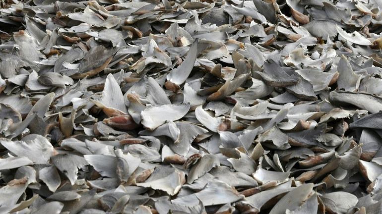 Plus de 3000 ailerons de requins saisis en Colombie