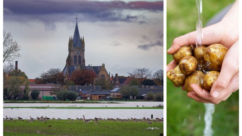 Agriculture : en Flandre occidentale, les pluies incessantes provoquent le pourrissement des pommes de terre à même les champs