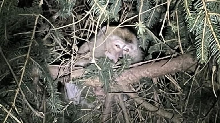 USA: des singes de laboratoire évadés d'un camion retrouvés et euthanasiés