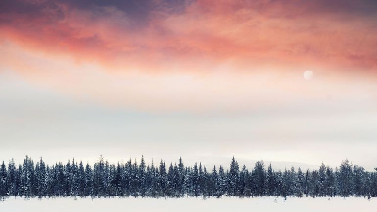 Finlande : la mort massive de pins inquiète des chercheurs, un phénomène qui serait en lien avec le changement climatique