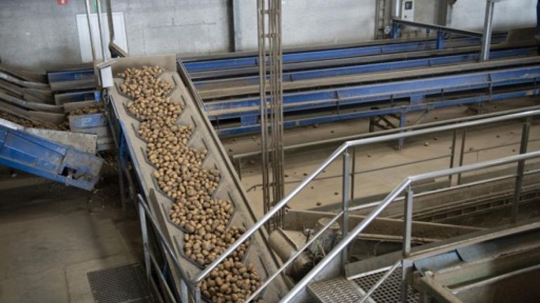 Agriculture : le prix de la pomme de terre en forte baisse sur le marché libre