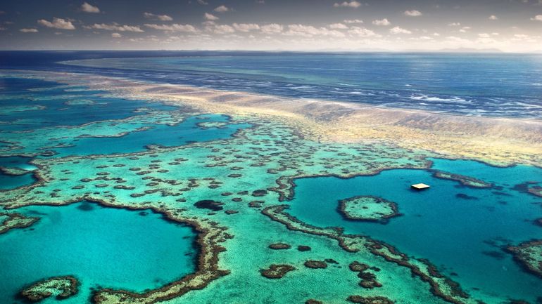 Climat : les coraux davantage isolés par le réchauffement climatique, alerte l'UCLouvain