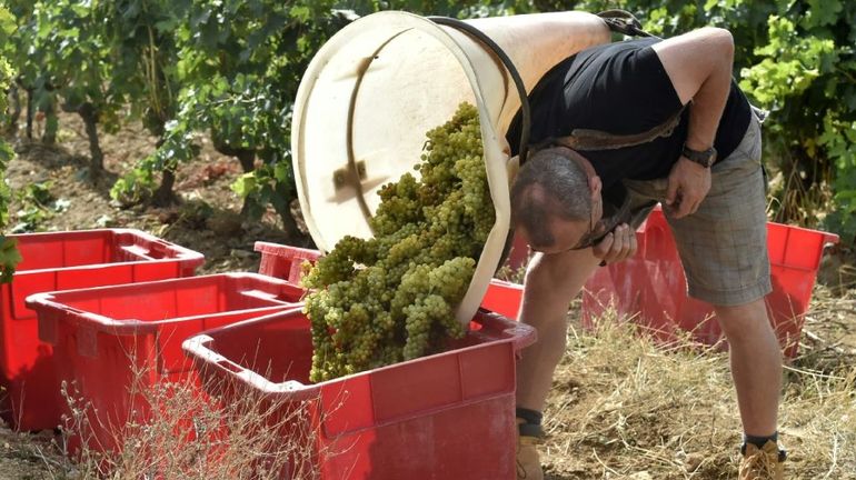 Vin : la production française devrait chuter de 29% en 2021 à un niveau 