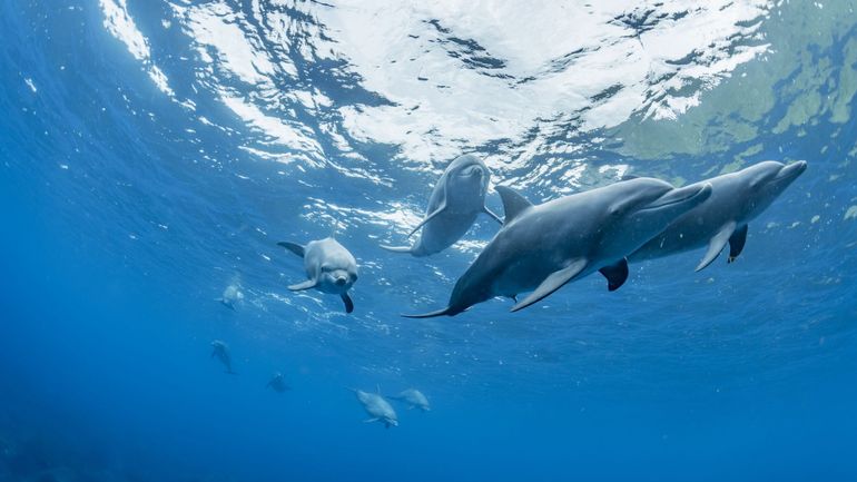 La saison de la controversée chasse aux dauphins s'ouvre au Japon