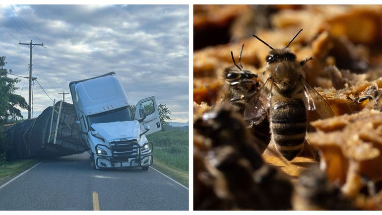 Un accident de camion ... et c'est la panique : la police met en garde contre l'évasion de 250 millions d'abeilles aux Etats-Unis