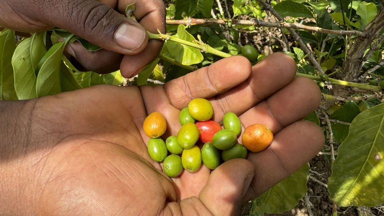 L'exportation des grains de café vers l'UE monte en flèche avant l'entrée en vigueur d'une loi sur la déforestation